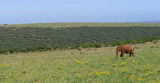 Savanneolifant - African Elephant - Loxodonta africana