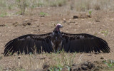Oorgier - Lappet-faced Vulture - Torgos tracheliotus