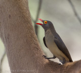 Roodsnavelossenpikker - Red-billed Oxpecker - Buphagus erythrorhynchus