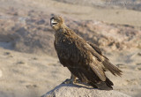 Savannearend - Tawny Eagle - Aquila rapax
