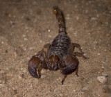 scorpion (comments welcome)