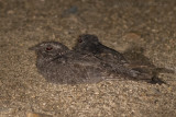 Rotsnachtzwaluw - Freckled Nightjar - Caprimulgus tristigma