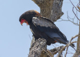Bateleur - Bateleur - Terathopius ecaudatus