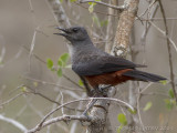 Roodbuikkliftapuit - Mocking Cliff-chat - Thamnolaea cinnamomeiventris