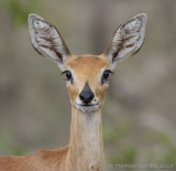 Steenbokantilope - Steenbok - Raphicerus campestris