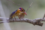 Afrikaanse dwergijsvogel - Pygmy Kingfisher - Ispidina picta