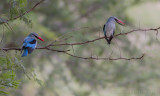 Senegal-ijsvogel - Woodland Kingfisher - Halcyon senegalensis