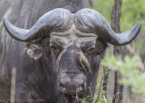 Afrikaanse Buffel - African Buffalo - Syncerus caffer