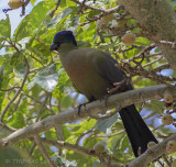 Purperkuiftoerako - Purple-crested Turaco - Tauraco porphyreolophus