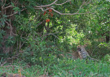 Luipaard - Leopard - Panthera pardus