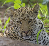 Luipaard - Leopard - Panthera pardus