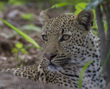 Luipaard - Leopard - Panthera pardus