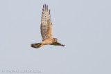 Grauwe Kiekendief - Montagu's Harrier