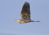 Purperreiger - Purple Heron