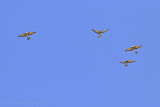 Bijeneter - European Bee-eater