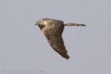 Steppekiekendief - Pallid Harrier