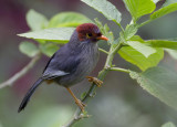 Kastanjekaplijstergaai - Chestnut-hooded Laughingthrush - Rhinocichla treacheri