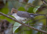 Roodkuifmeestimalia - Chestnut-crested Yuhina - Staphida everetti