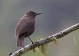 Borneose Fluitlijster - Borneon Whistling Thrush - Myophonus borneensis