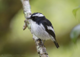 Little Pied Flycatcher - Ekstervliegenvanger - Ficedula westermanni
