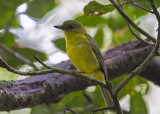 Borneofluiter - Bornean Whistler - Pachycephala hypoxantha