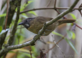 Grijskeelboomtimalia - Grey-throated Babbler - Stachyris nigriceps