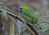 Goudnekbaardvogel - Golden-naped Barbet - Megalaima pulcherrima