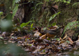 Everetts Lijster - Everett's Thrush - Zoothera everetti