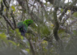 Zwartkeelsmaragdbreedbek - Whitehead's Broadbill - Calyptomena whiteheadi