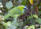 Goudnekbaardvogel - Golden-naped Barbet - Megalaima pulcherrima