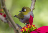 Zwartkapbrilvogel - Black-capped White-eye - Zosterops atricapilla