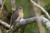 Mugimakivliegenvanger - Mugimaki Flycatcher - Ficedula mugimaki