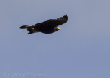 Kinabaluslangenarend - Mountain Serpent Eagle - Spilornis kinabaluensis