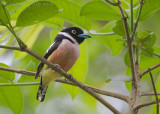 Black-and-yellow Broadbill - Zwartgele hapvogel - Eurylaimus ochromalus