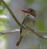 Banded Kingfisher - Zebraijsvogel - Lacedo pulchella