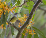 Kleine Spinnenjager - Little Spiderhunter - Arachnothera longirostra