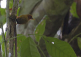 Rufous Piculet - Maleise Dwergspecht - Sasia abnormis