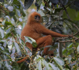 Maroon Leaf Monkey - Rode Langoer - Presbytis rubicunda