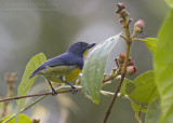 Yellow-rumped Flowerpecker - Geelstuithoningvogel - Prionochilus xanthopygius