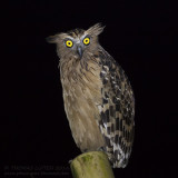 Buffy Fish Owl - Maleise Visuil - Ketupa ketupu