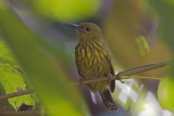 Purple-naped Sunbird - Gestreepte Honingzuiger - Hypogramma hypogrammicum