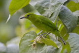 Lesser Green Leafbird - Blauwbaardbladvogel - Chloropsis cyanopogon