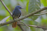 Rufous-tailed Philentoma - Vuurvleugelmonarch - Philentoma pyrhoptera