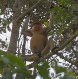 Proboscis Monkey - Neusaap - Nasalis larvatus
