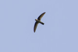 Edible-nest Swiftlet - Eetbaar-nestsalangaan - Aerodramus fuciphagus