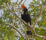 Rhinoceros Hornbill - Gewone Neushoornvogel - Buceros rhinoceros
