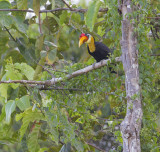 Wrinkled Hornbill - Maleise Jaarvogel - Aceros corrugatus