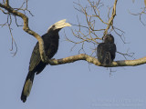 Black Hornbill - Zwarte Neushoornvogel - Anthracoceros malayanus