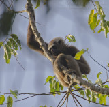 Müller's Bornean Gibbon - Borneogibbon - Hylobates muelleri
