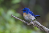 Malaysian Blue Flycatcher - Maleise niltava - Cyornis turcosus